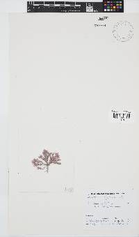 Corallina officinalis image