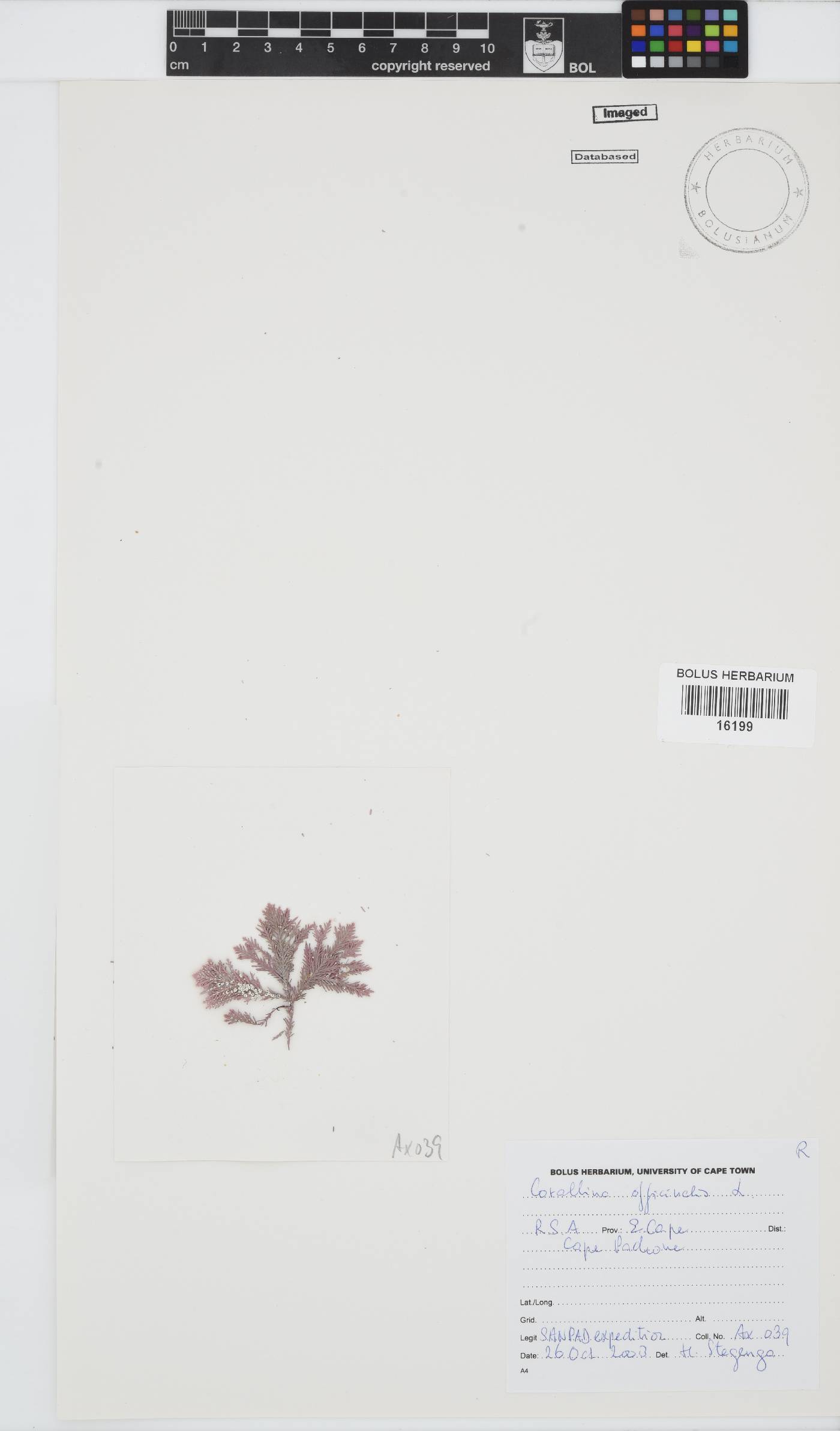 Corallina officinalis image