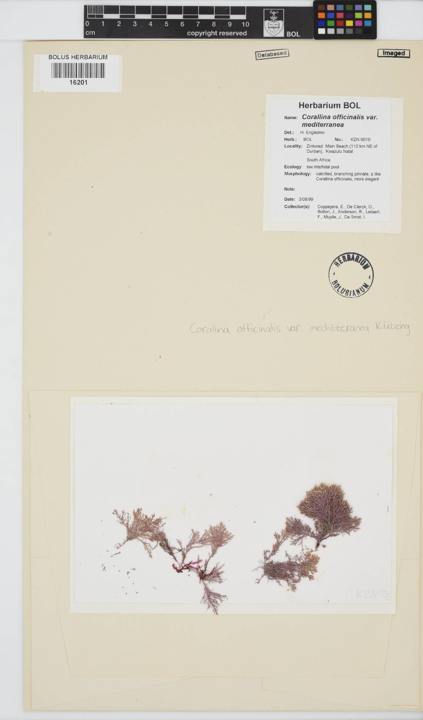 Ellisolandia elongata image