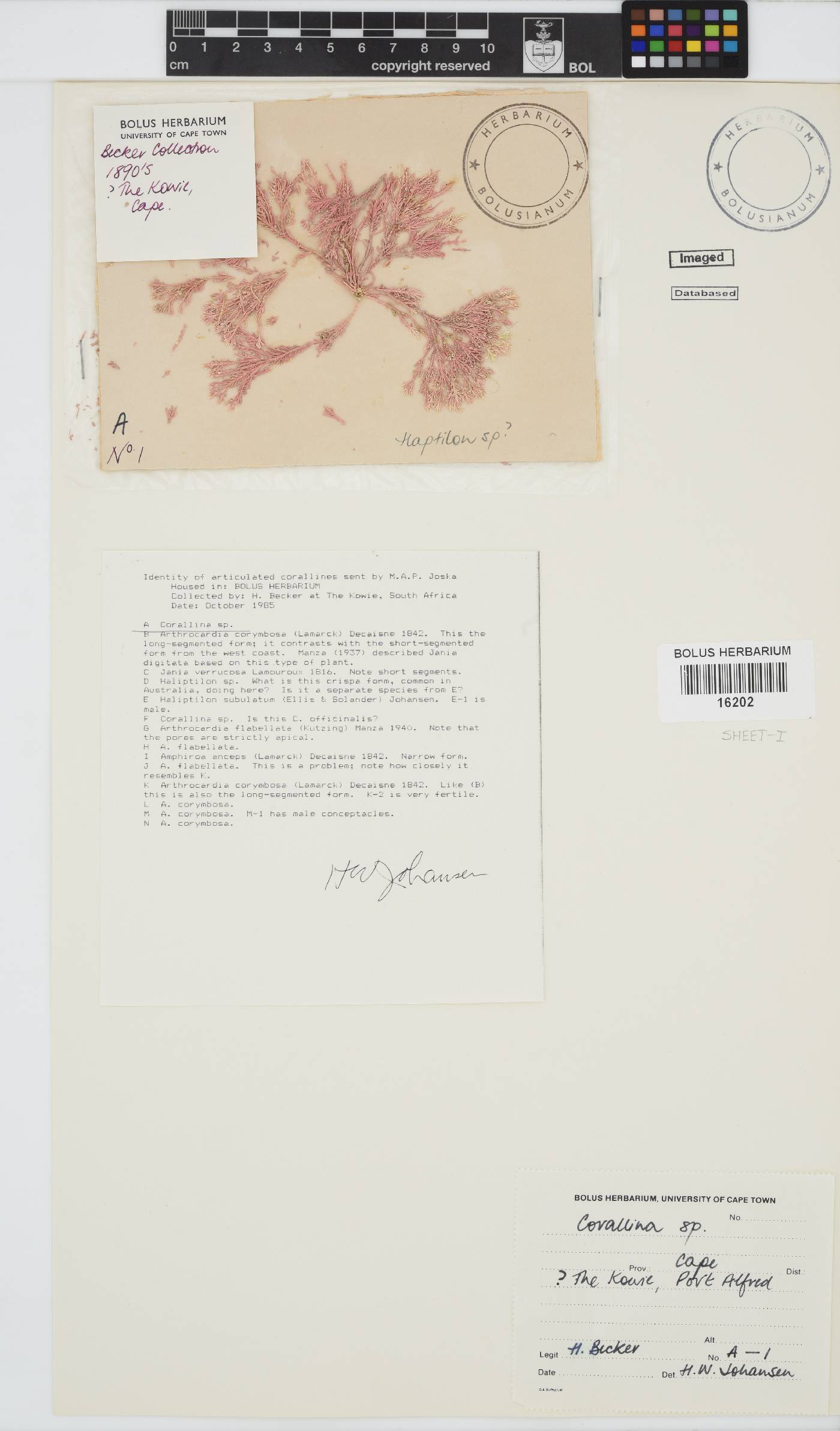 Corallina image