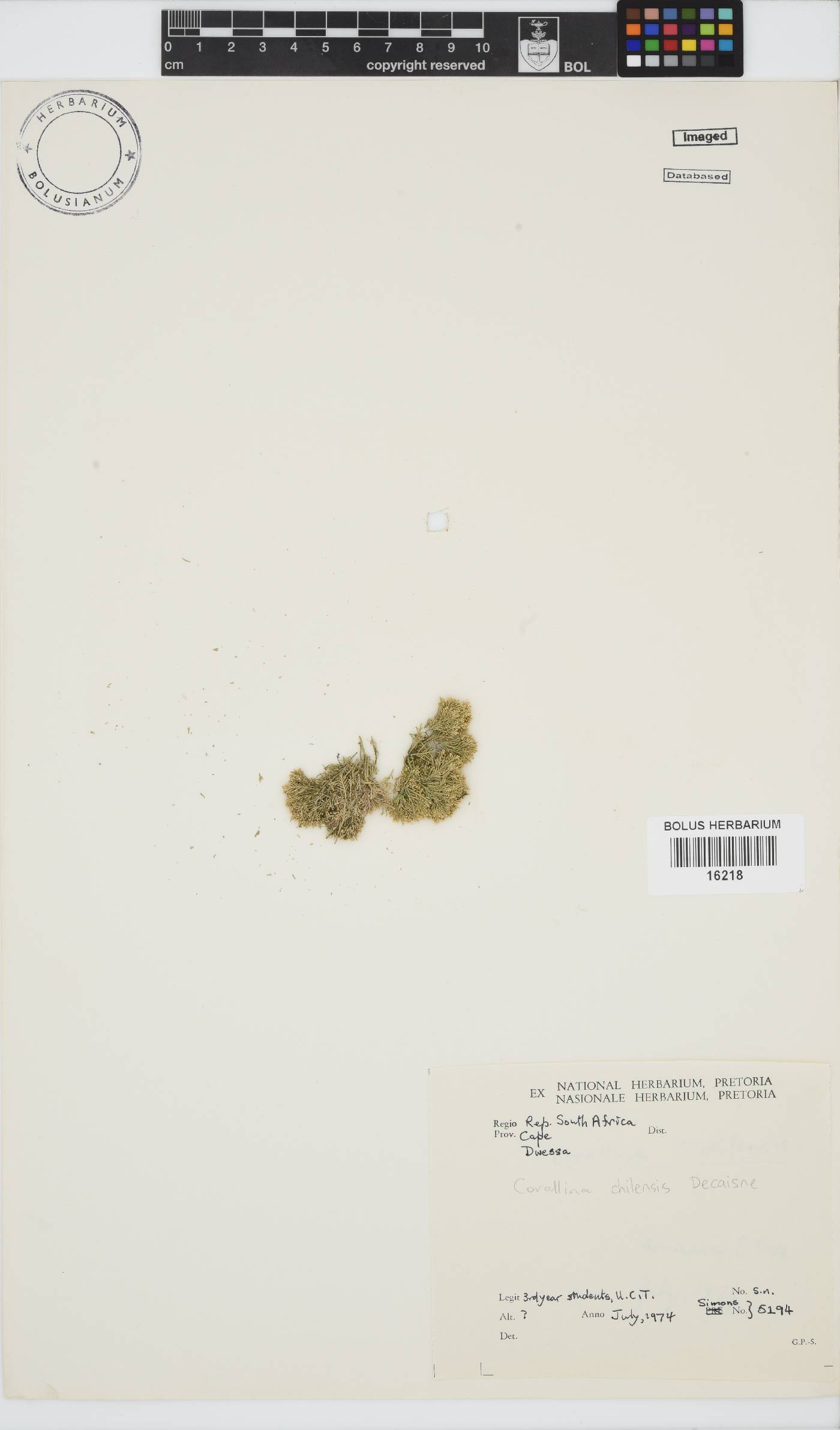 Corallina chilensis image