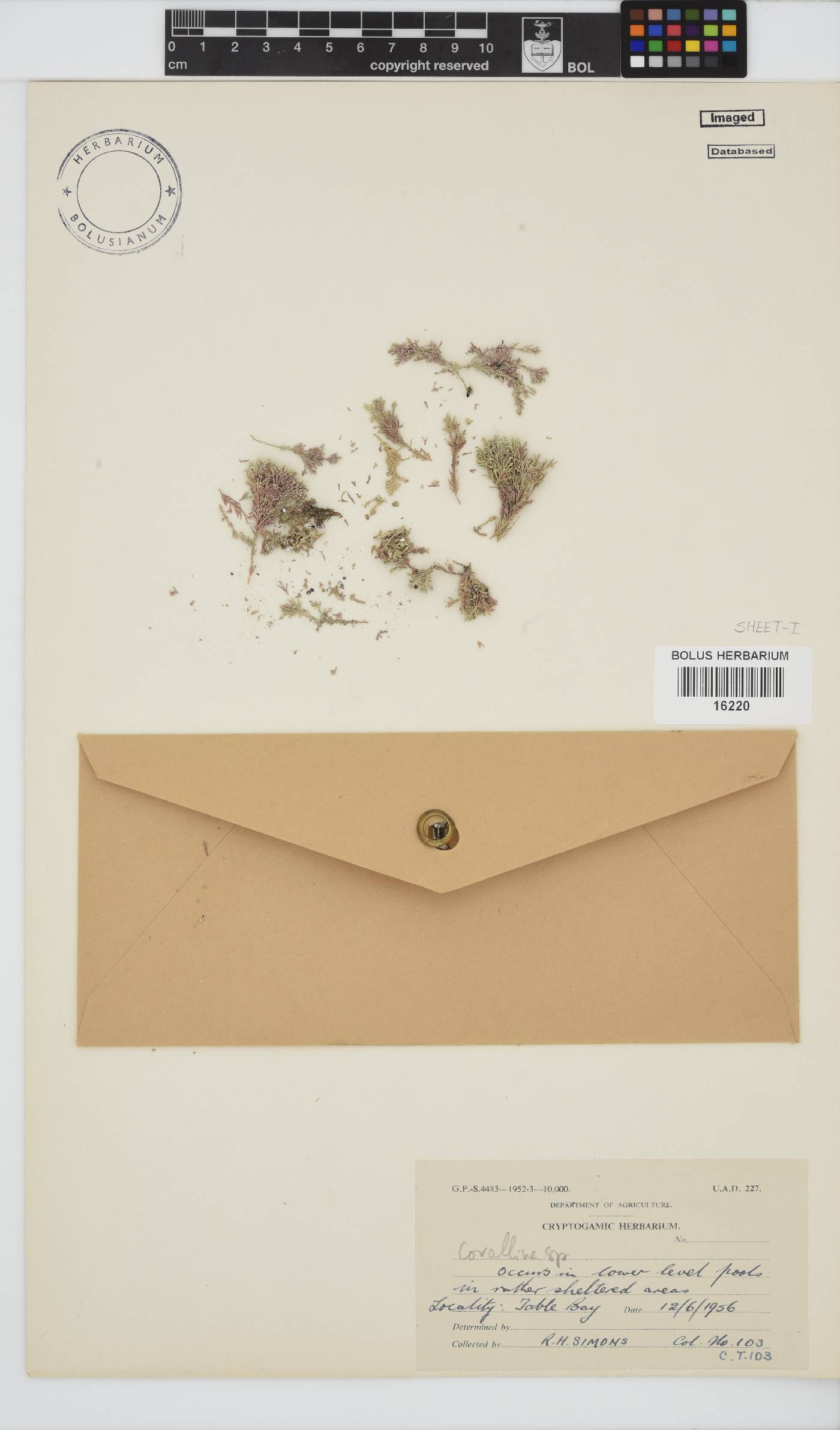 Corallina image