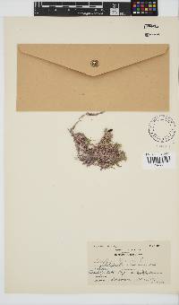Corallina officinalis image