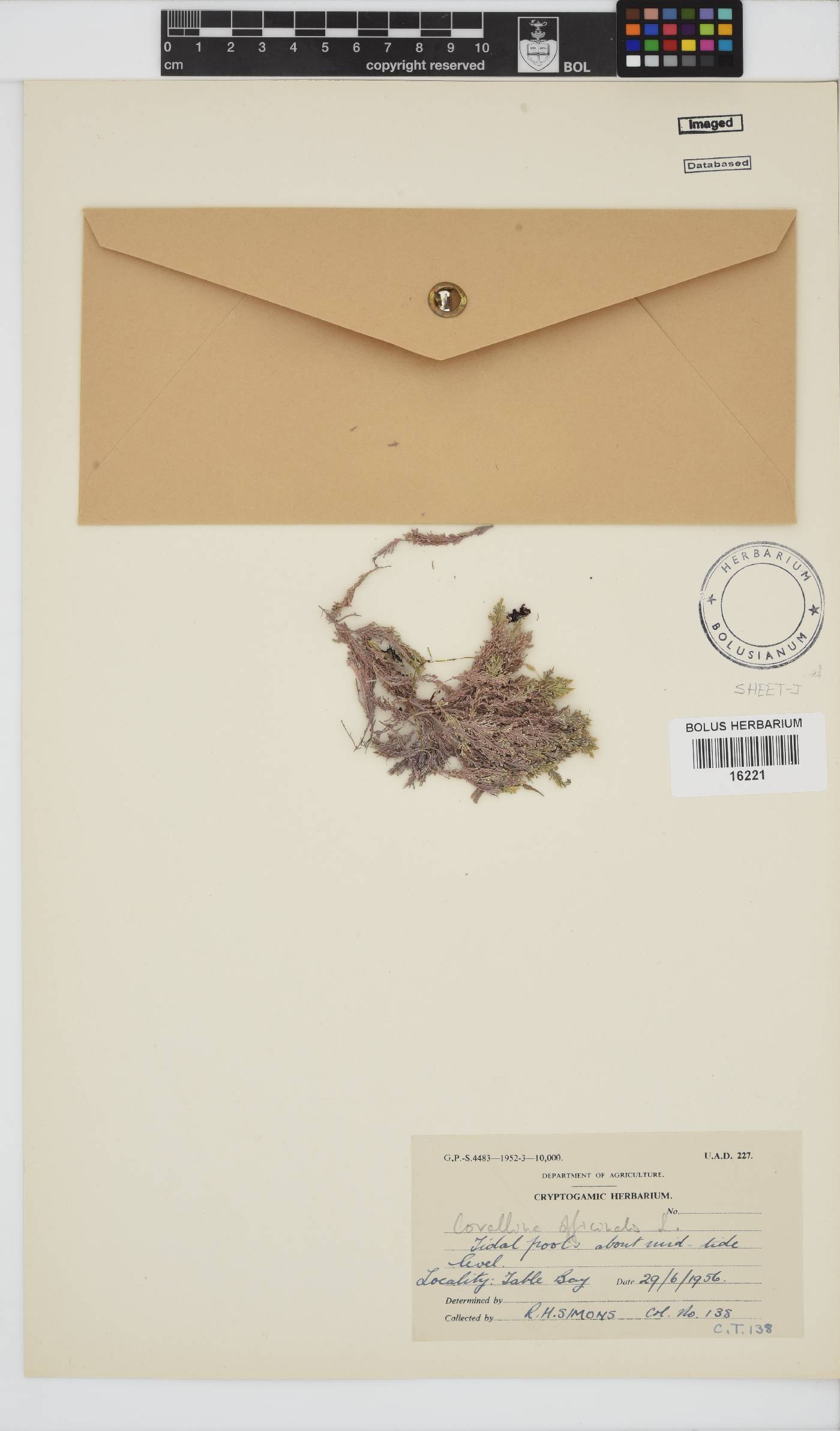 Corallina officinalis image