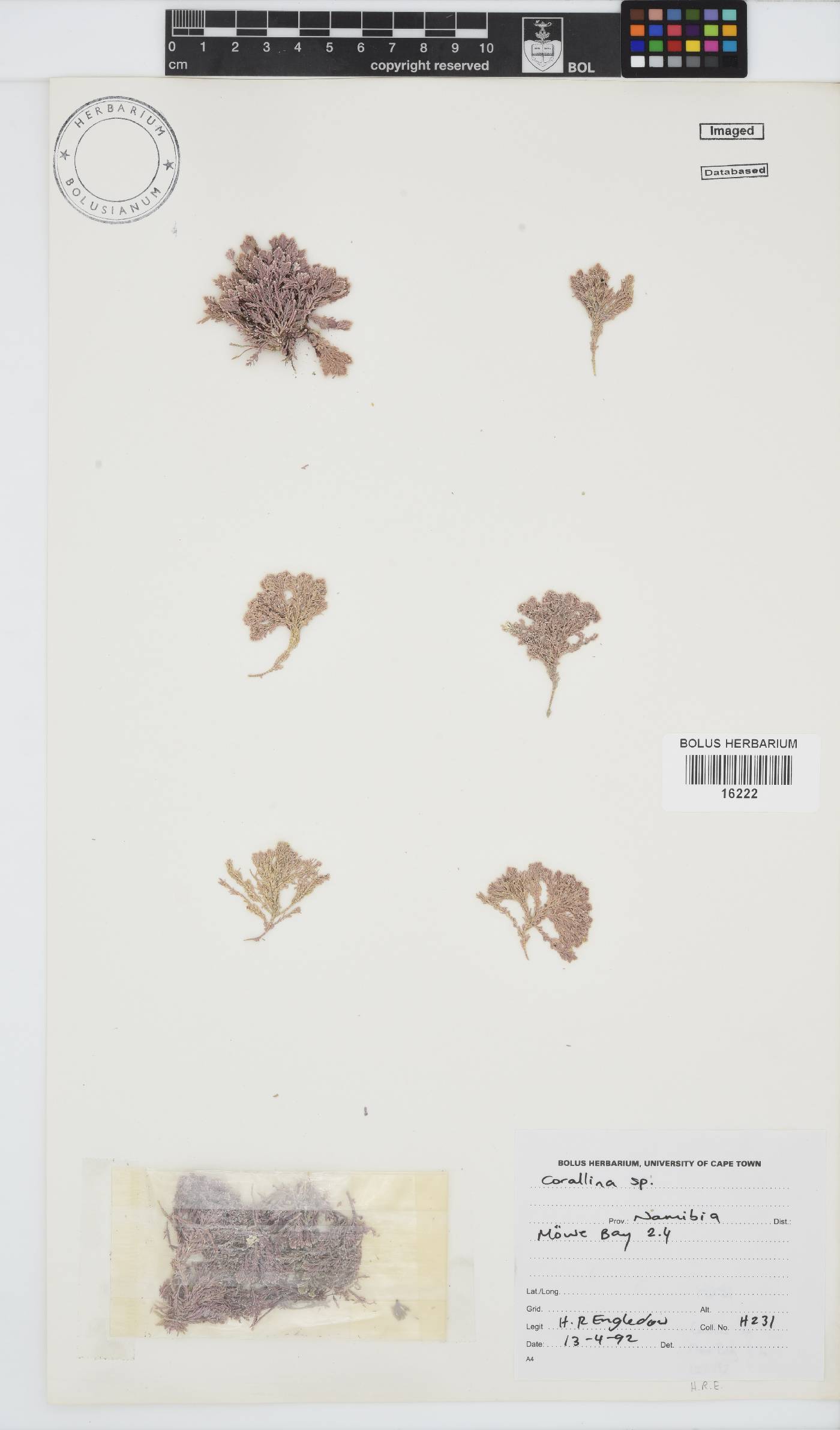 Corallina image