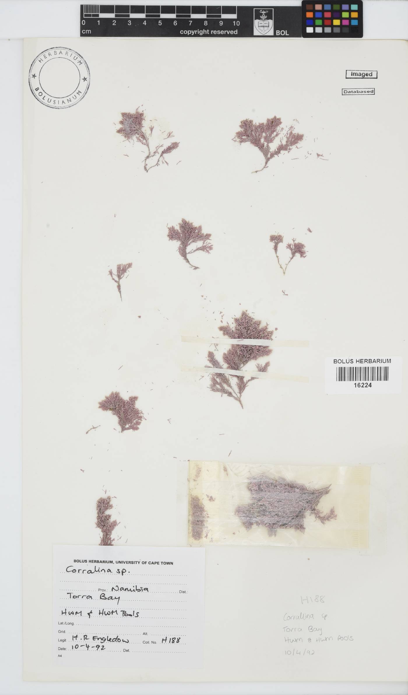 Corallina image