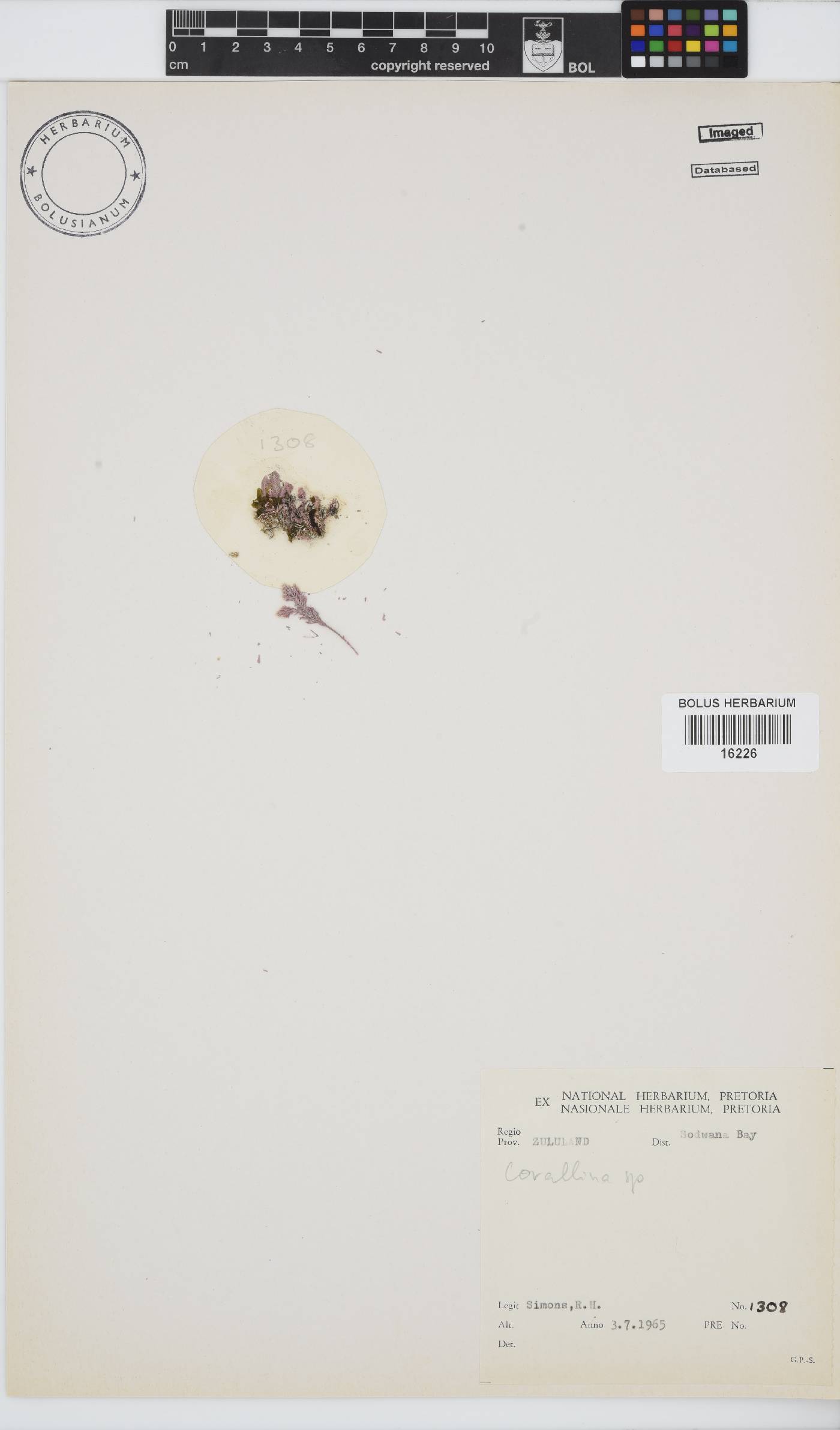 Corallina image