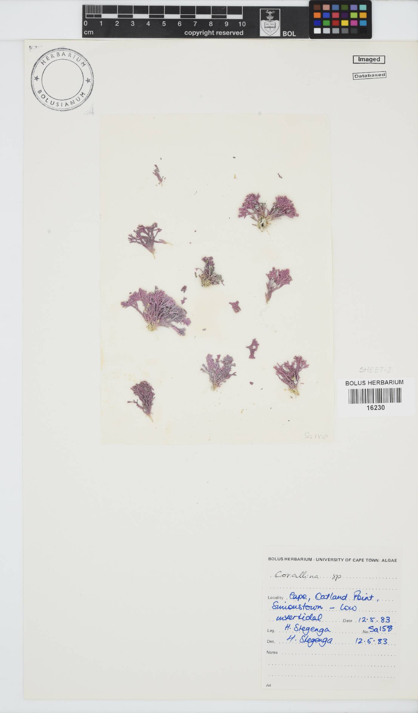 Corallina image
