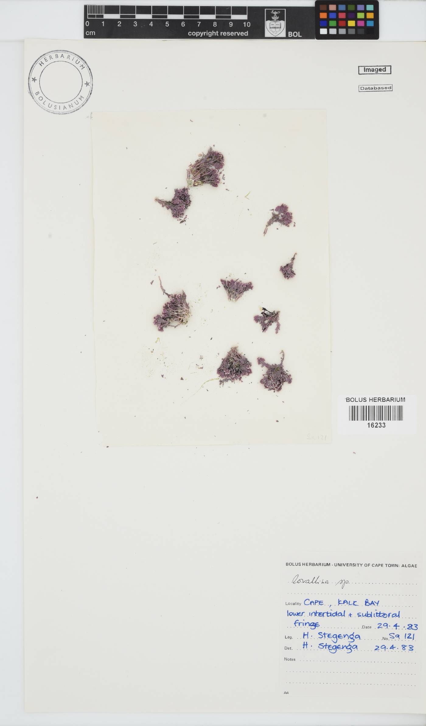 Corallina image