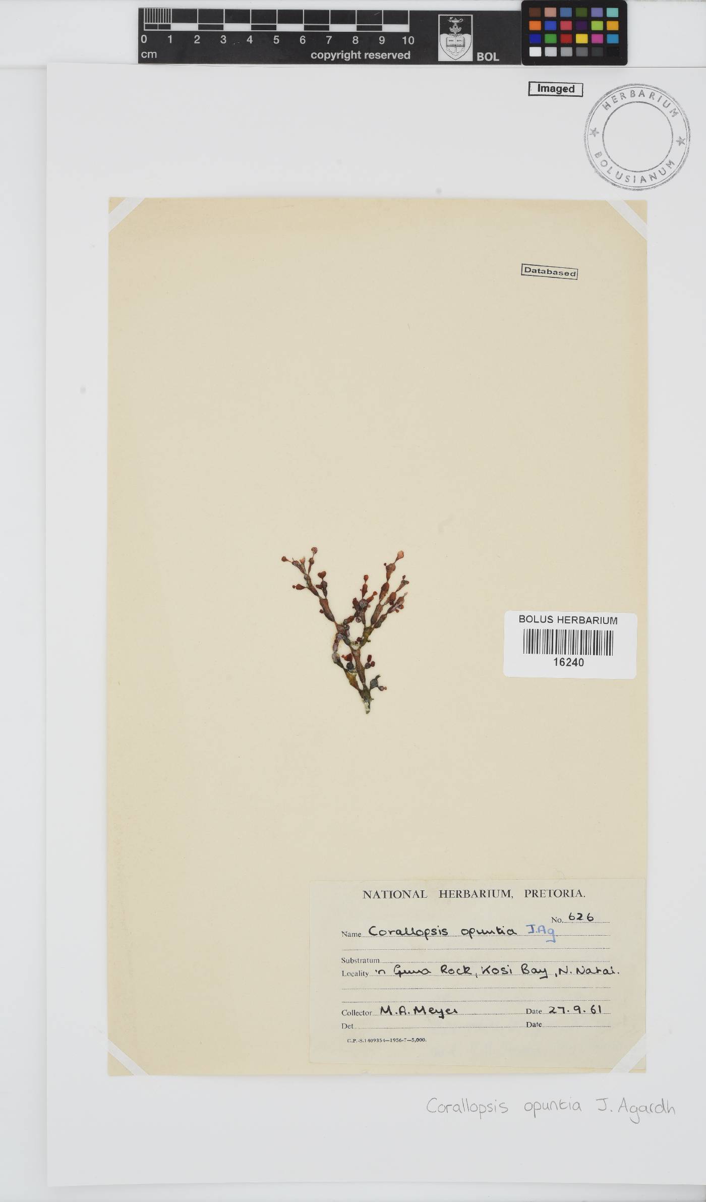 Gracilaria salicornia image