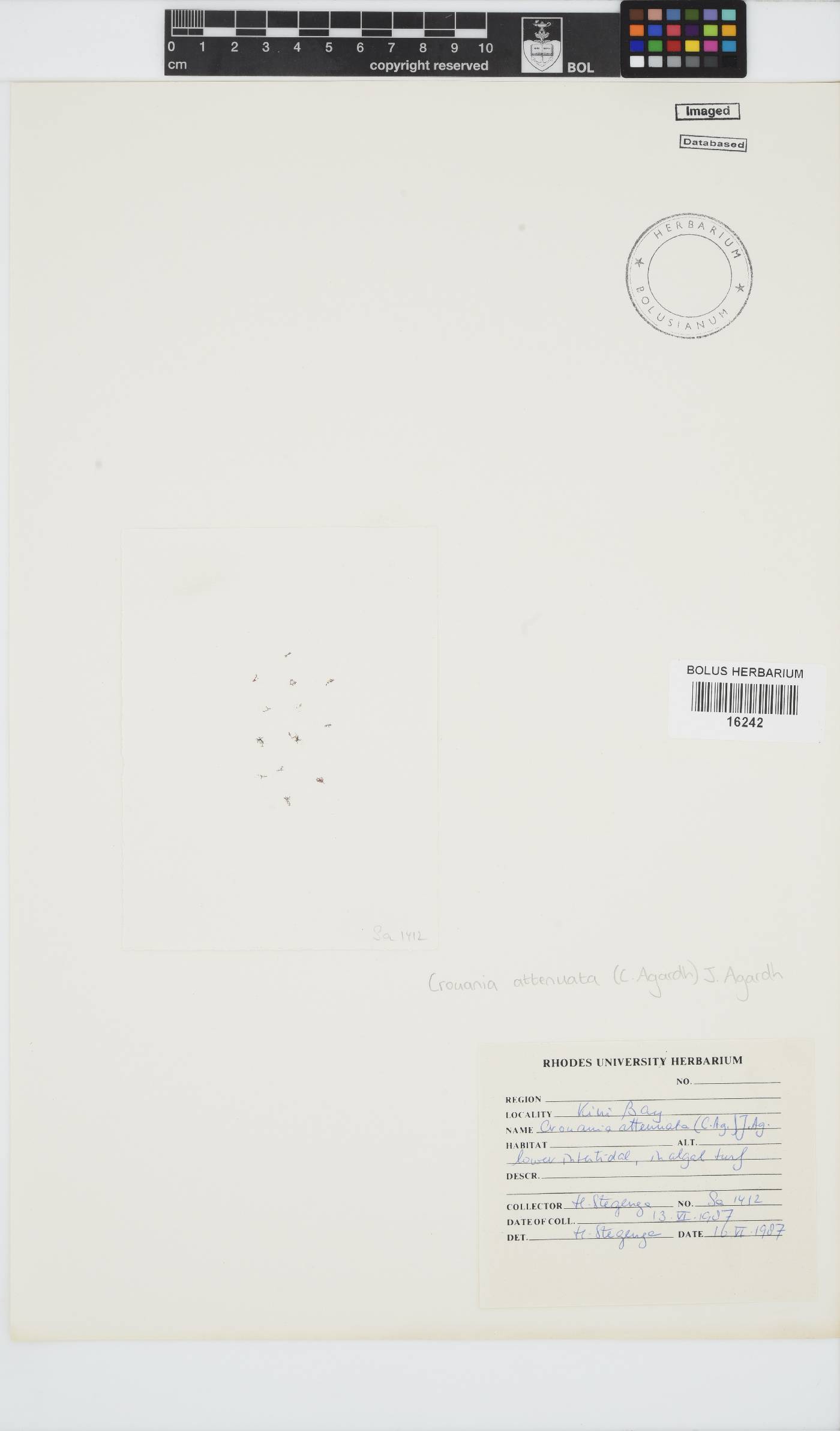 Crouania attenuata image