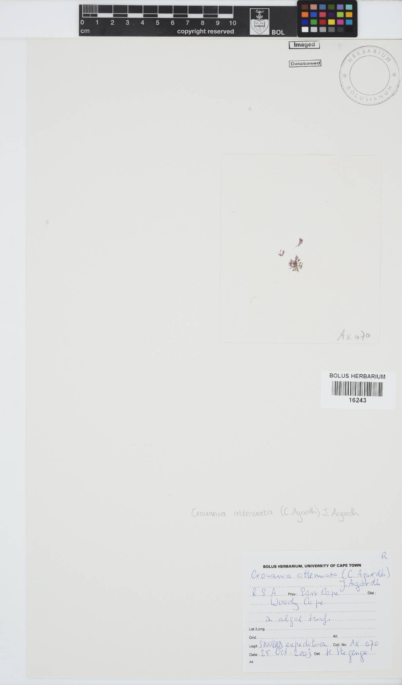 Crouania attenuata image