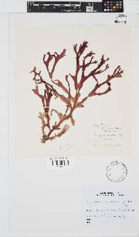 Image of Cryptonemia seminervis