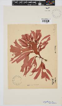 Image of Cryptonemia natalensis