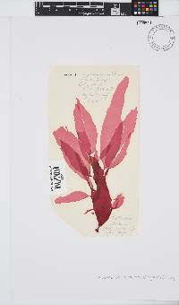 Cryptonemia natalensis image