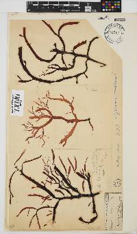 Cryptonemia natalensis image