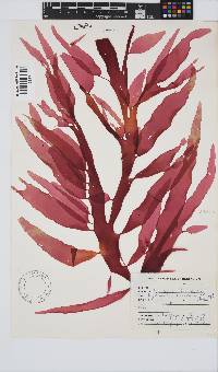 Cryptonemia natalensis image