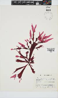Cryptonemia natalensis image