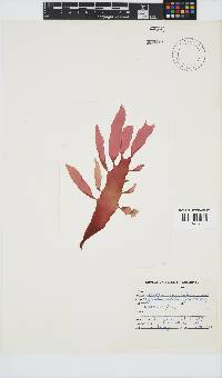 Cryptonemia natalensis image