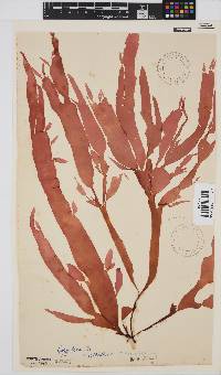 Cryptonemia natalensis image