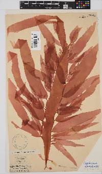 Cryptonemia natalensis image