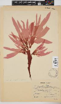 Cryptonemia natalensis image