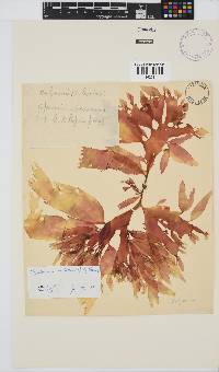 Cryptonemia natalensis image