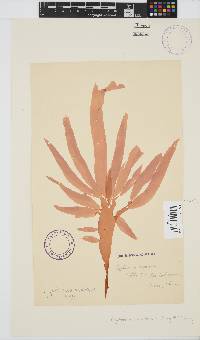 Cryptonemia natalensis image