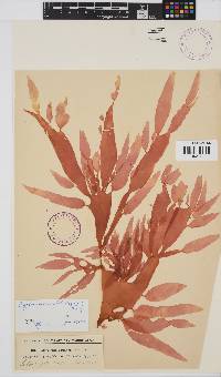 Cryptonemia natalensis image