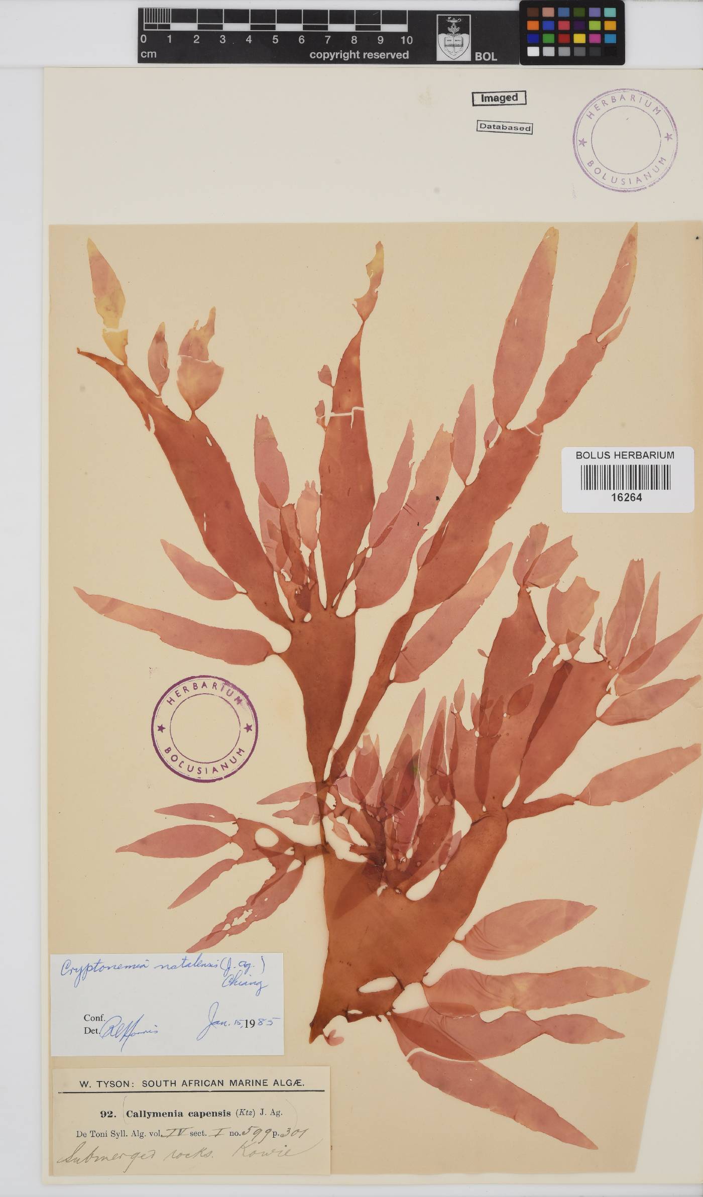 Cryptonemia natalensis image