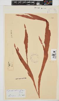 Cryptonemia natalensis image