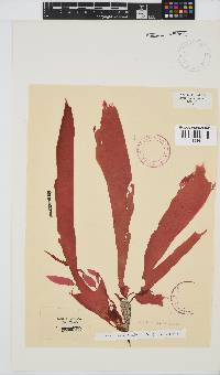 Cryptonemia natalensis image
