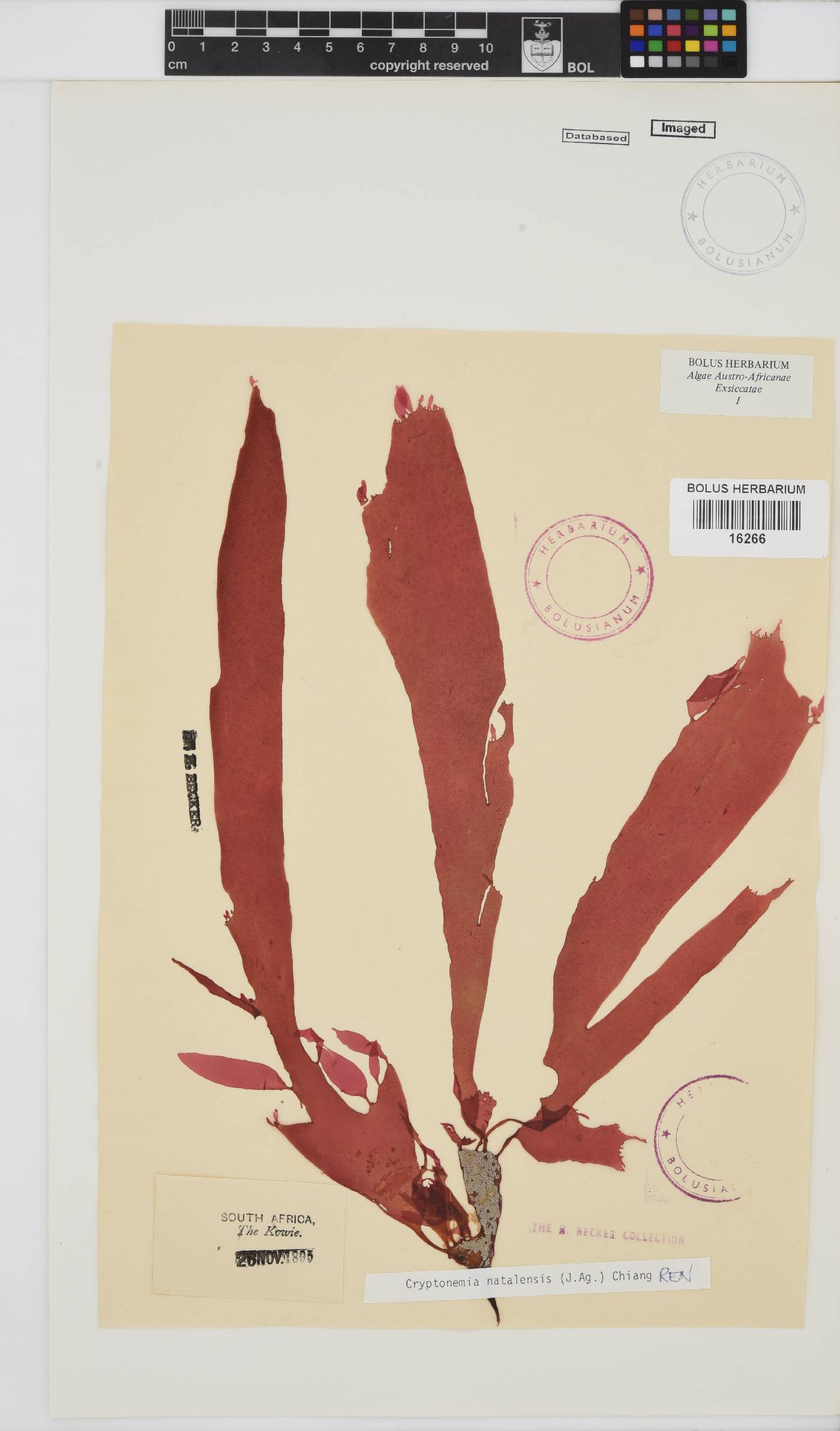 Cryptonemia natalensis image