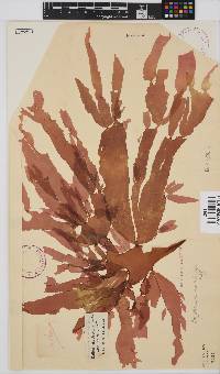 Cryptonemia natalensis image