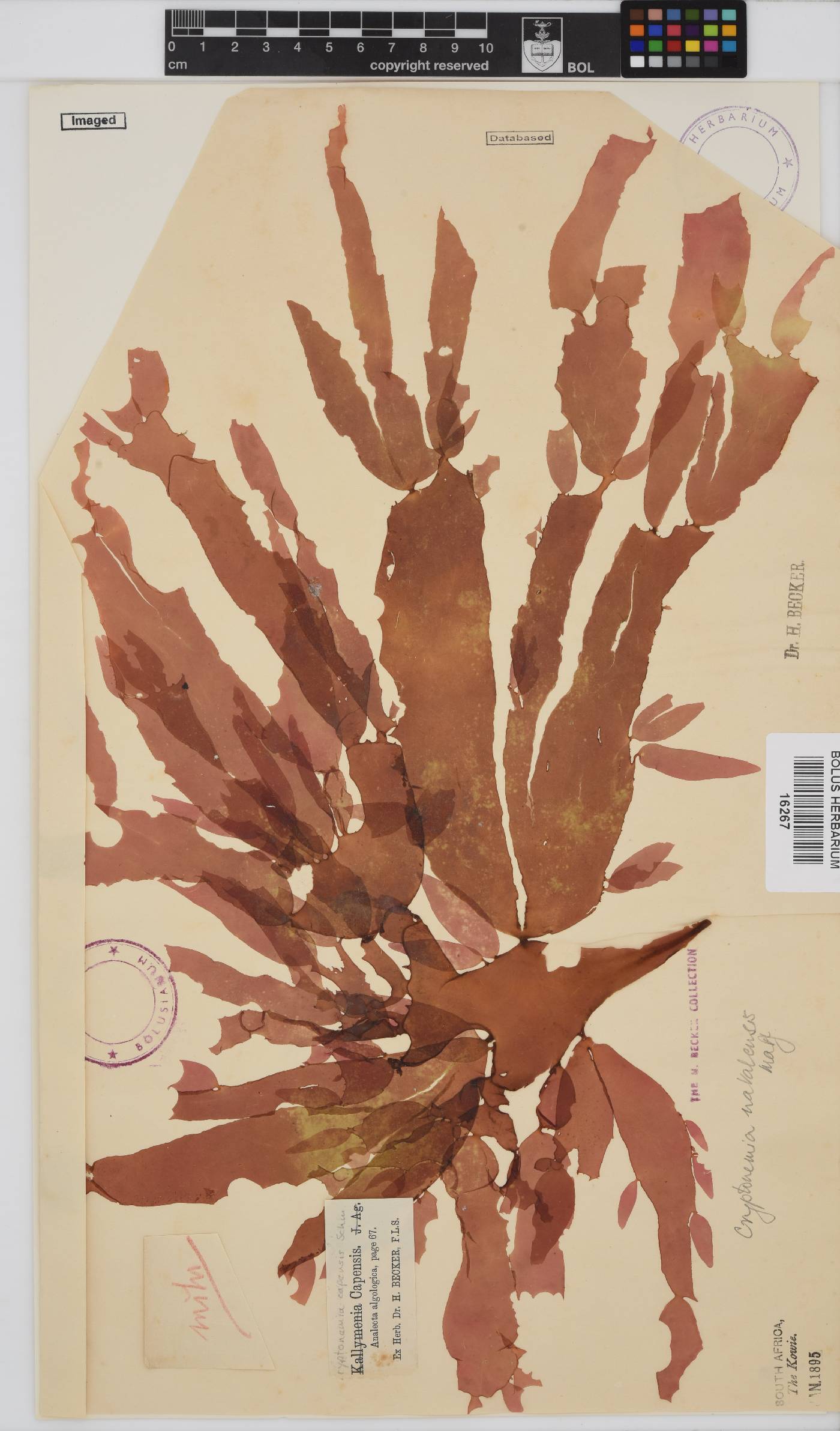 Cryptonemia natalensis image