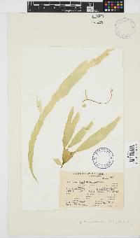 Cryptonemia natalensis image