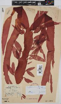 Cryptonemia natalensis image