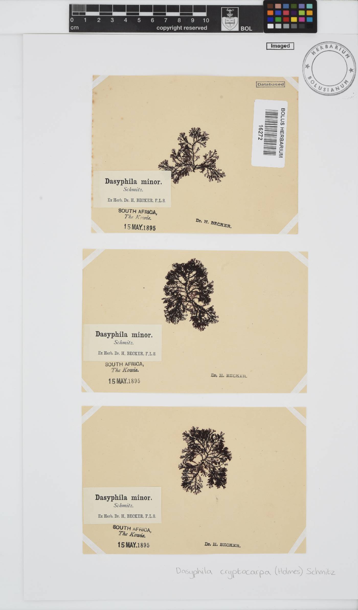 Dasyphila cryptocarpa image
