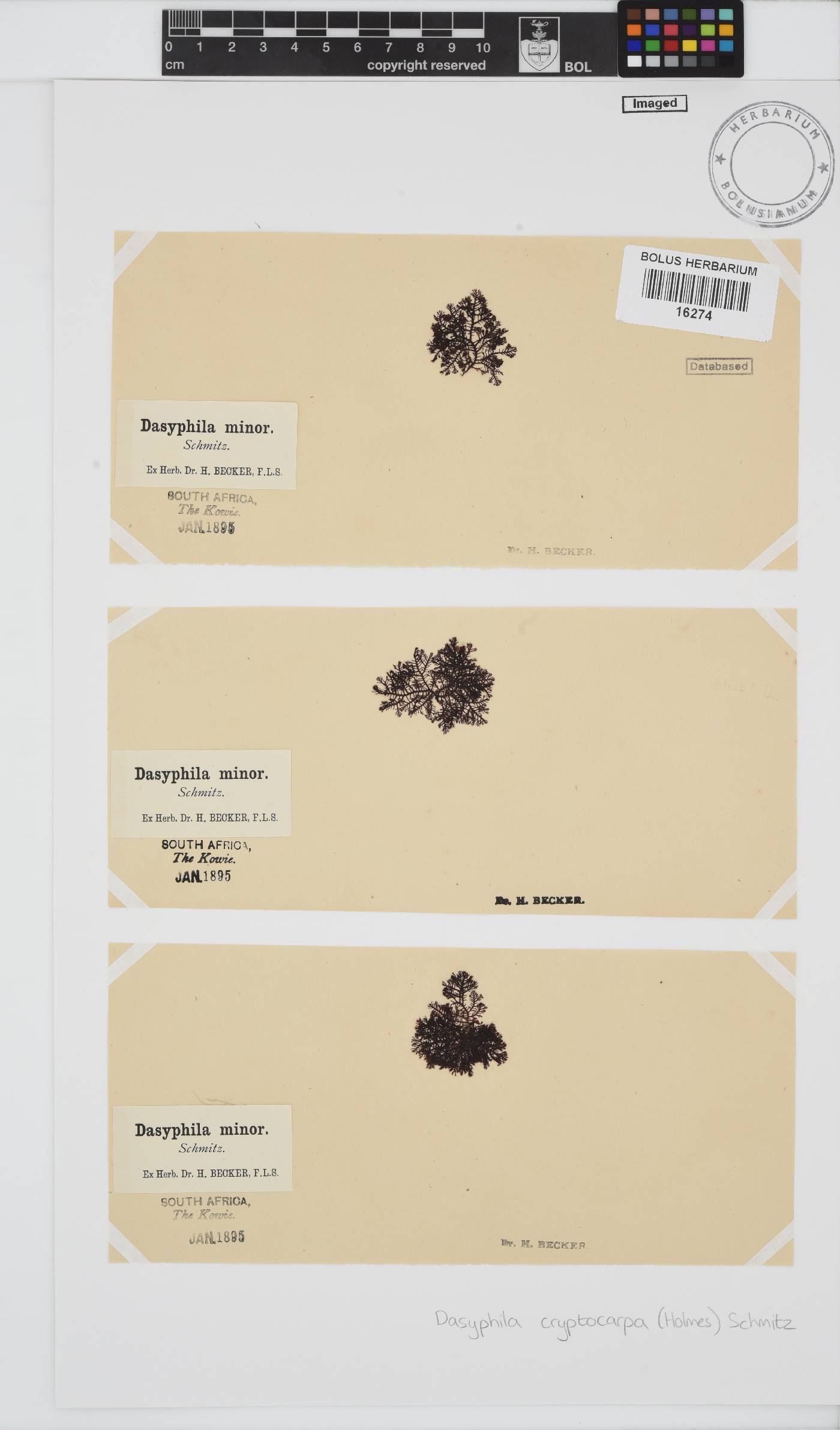 Dasyphila cryptocarpa image