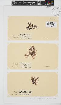 Dasyphila cryptocarpa image