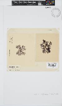 Dasyphila cryptocarpa image