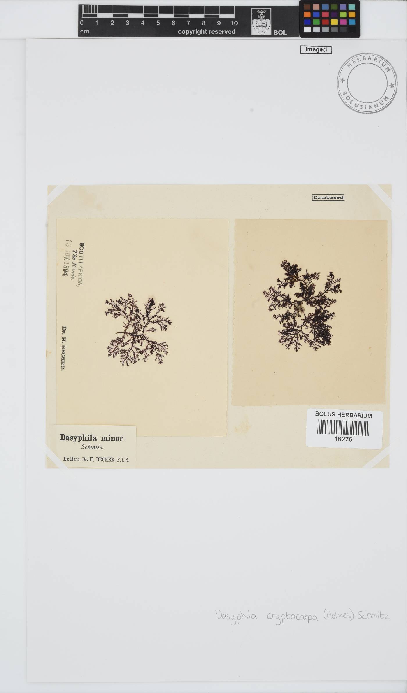 Dasyphila image