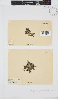 Dasyphila cryptocarpa image