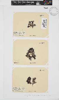 Dasyphila cryptocarpa image