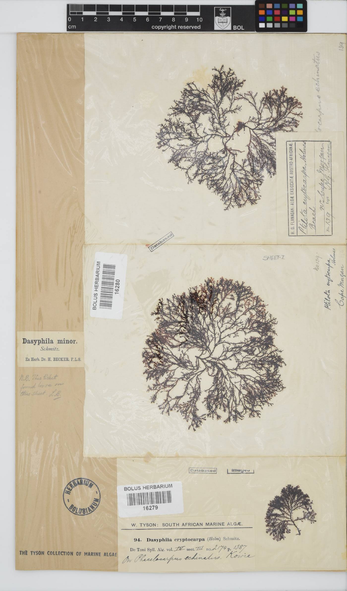 Dasyphila cryptocarpa image