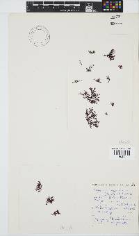 Dasyphila cryptocarpa image