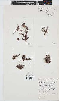 Dasya scoparia image