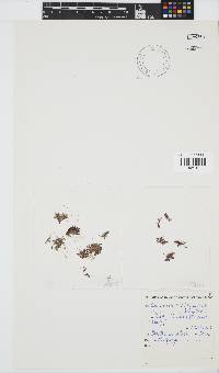 Dasya scoparia image