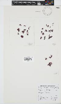 Dasya scoparia image