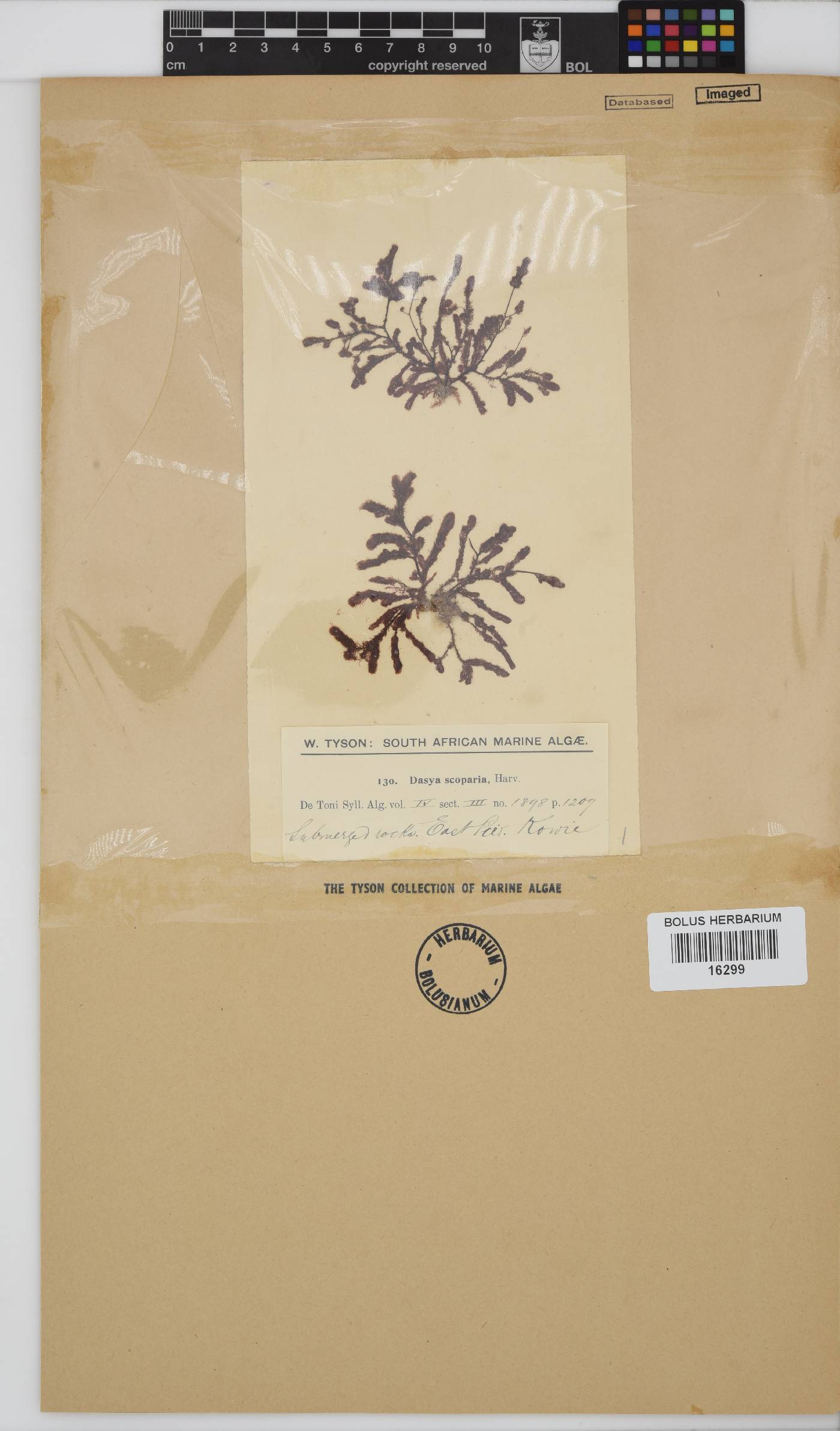 Dasya scoparia image